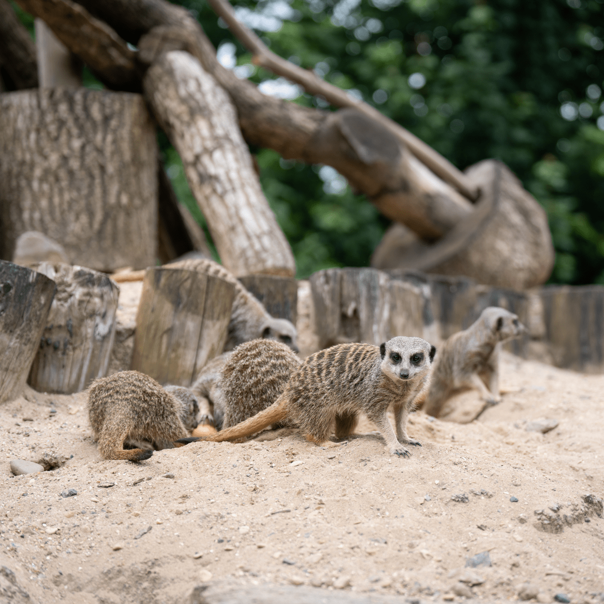 A close up of the meerkat mob as they play in their sandy habitat