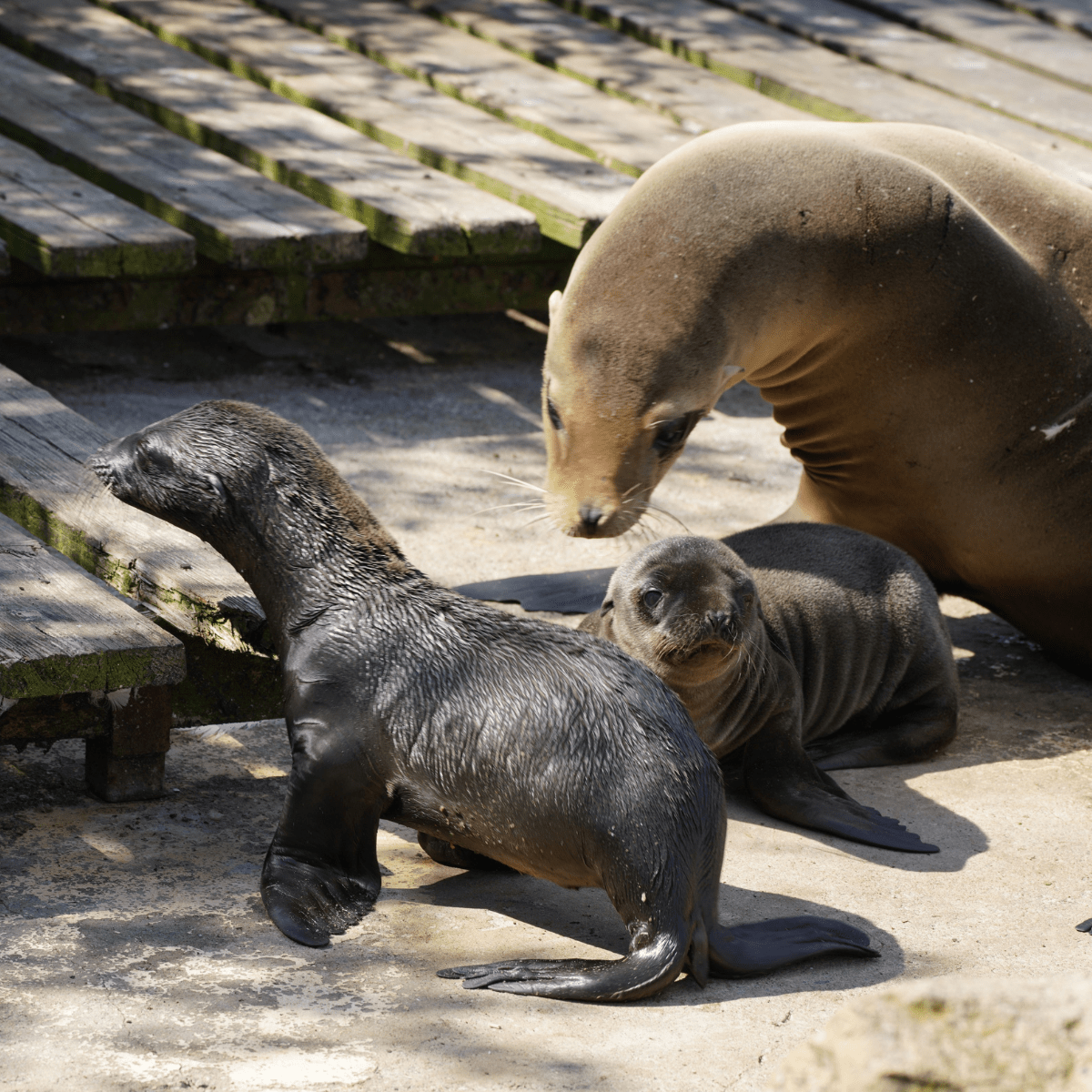 Two Californian sea lion pups with their mother on the bank of Half Mile Pond