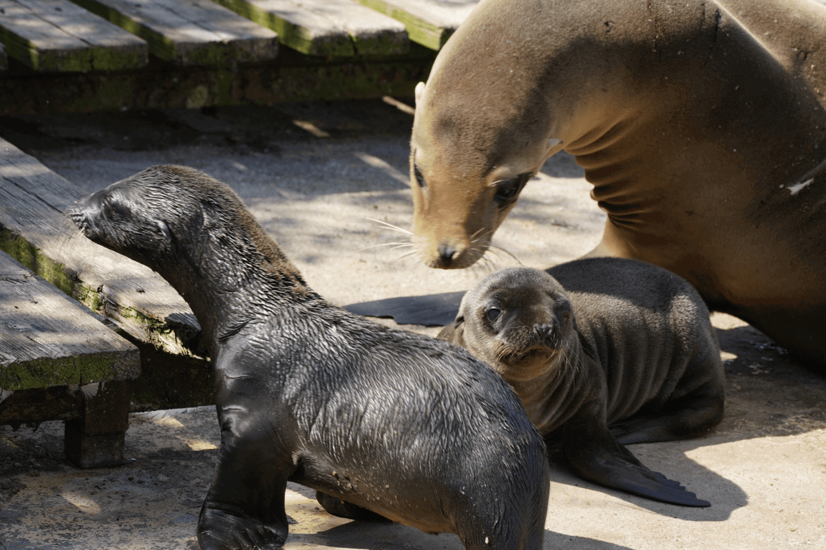 Two Californian sea lion pups with their mother on the bank of Half Mile Pond