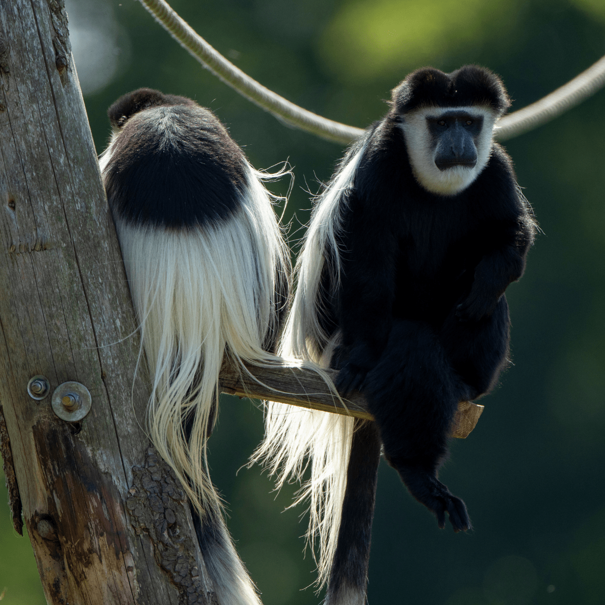 Two Colobus monkeys sitting in a tree, one each facing the other way