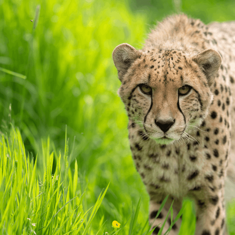 Up close of a cheetah looking down the camera lense