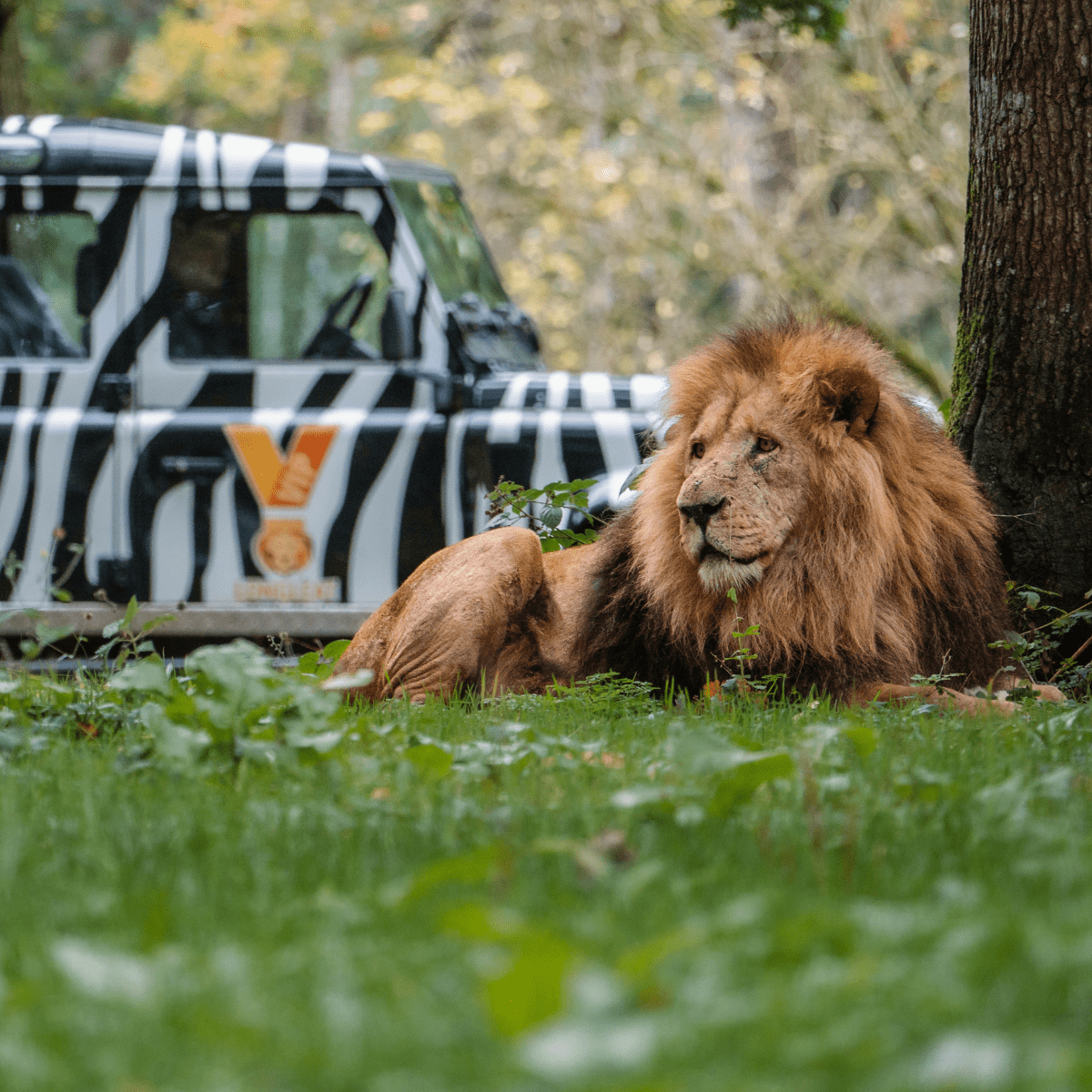 Lion in foreground with a zebra striped 4x4 in the background