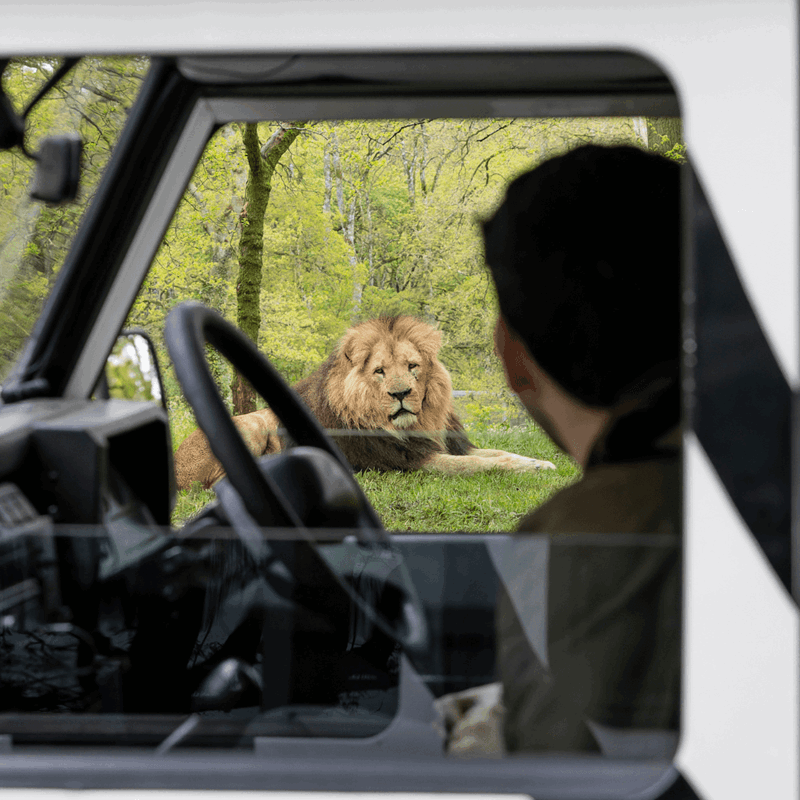A VIP guest looks out of the truck window to look at a lion laying in the grass