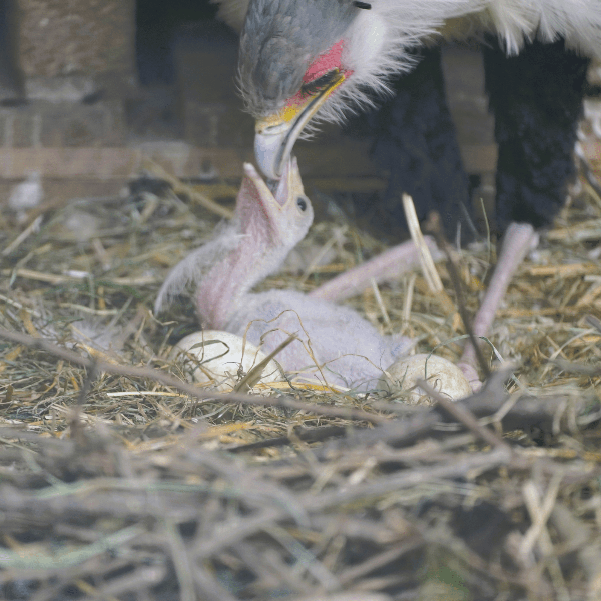 A secretary bird standing behind and bending down over to feed her chick who looks up with an open beak