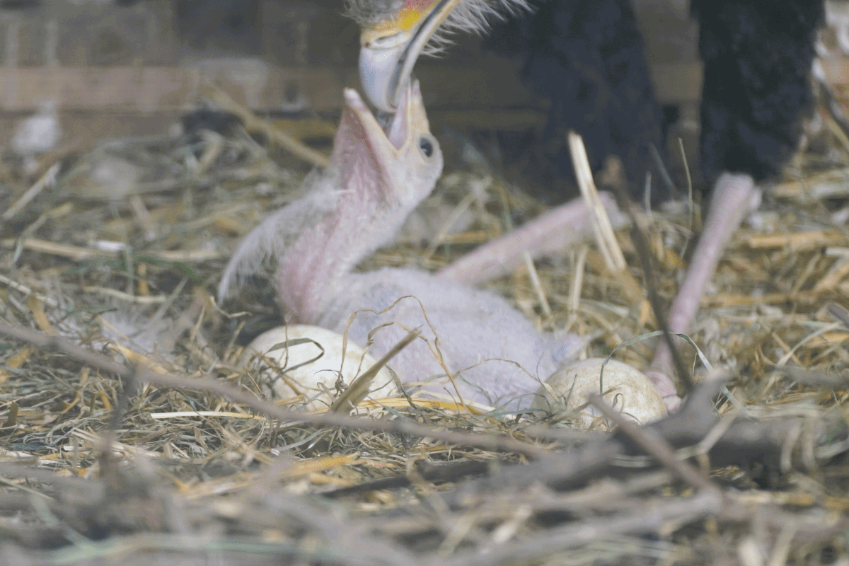A secretary bird standing behind and bending down over to feed her chick who looks up with an open beak