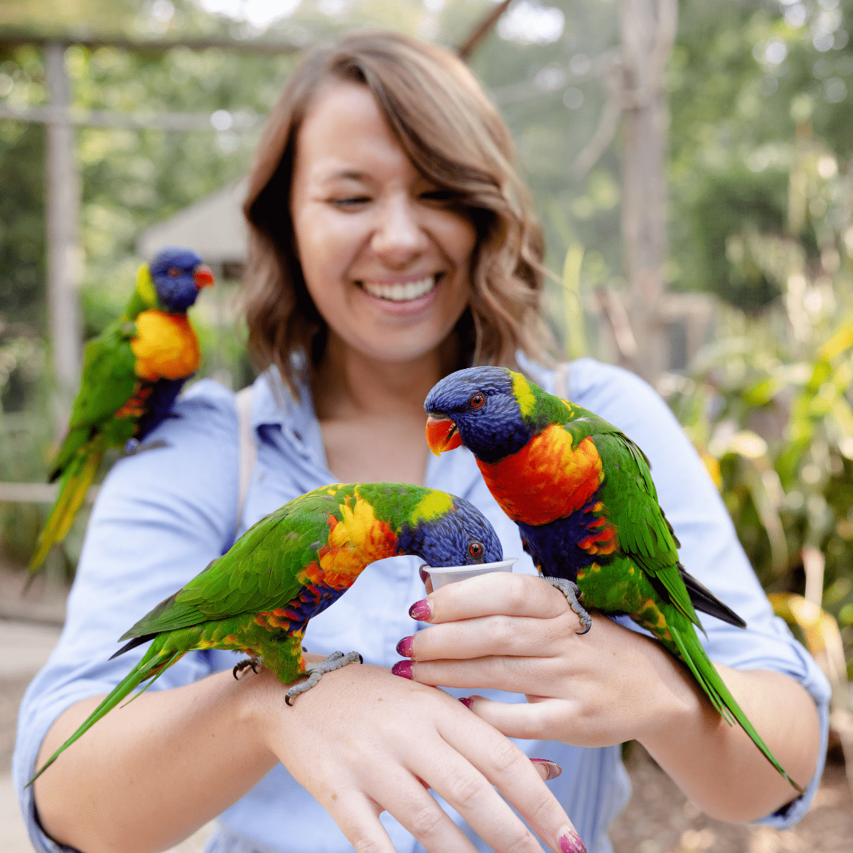 A lady in the lorikeet enclosure feeding nectar as three of the birds perch on her arms and shoulder