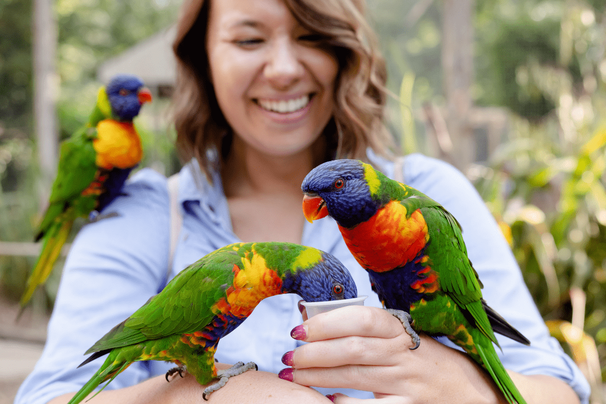A lady in the lorikeet enclosure feeding nectar as three of the birds perch on her arms and shoulder