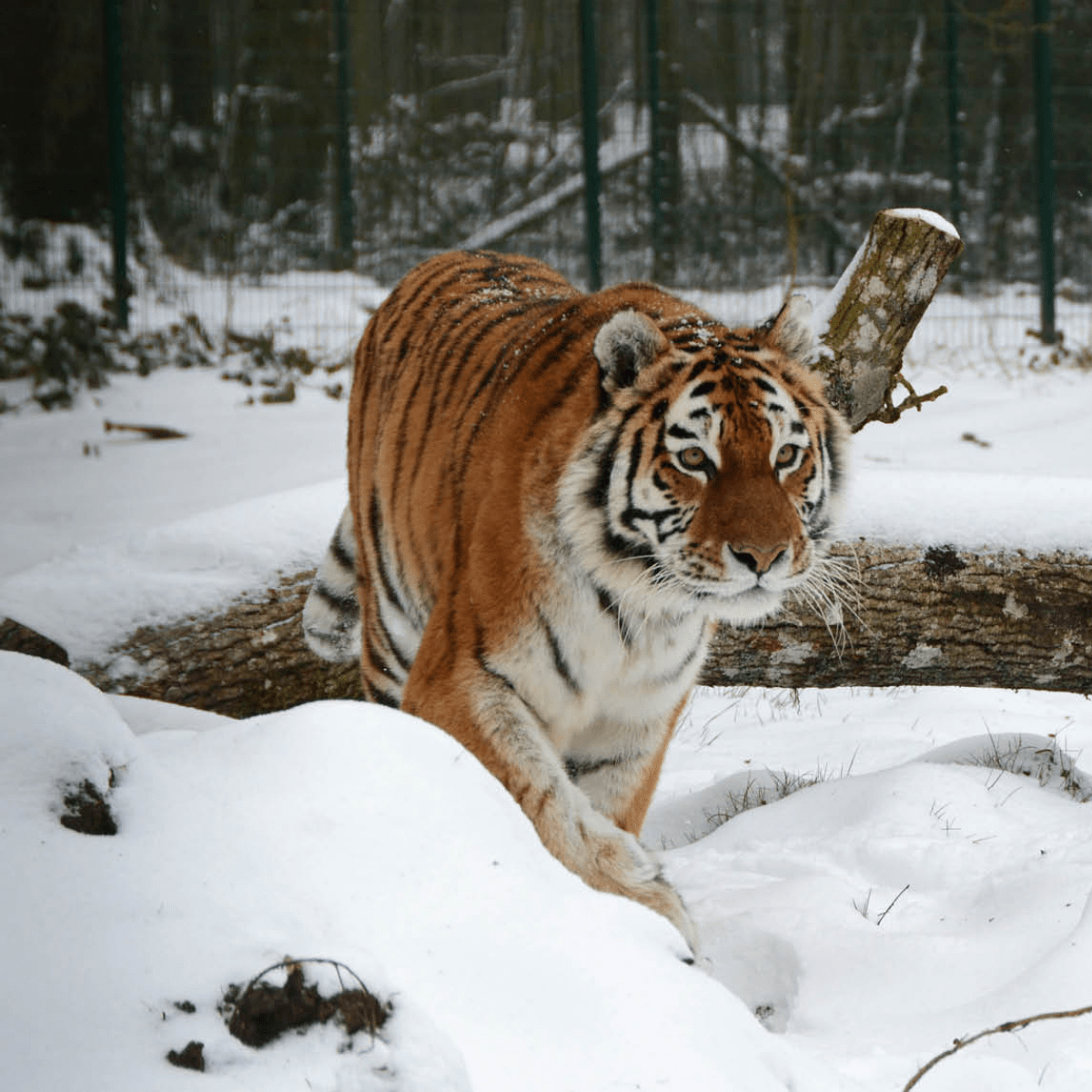 A tiger walking through deep snow around snow covered logs