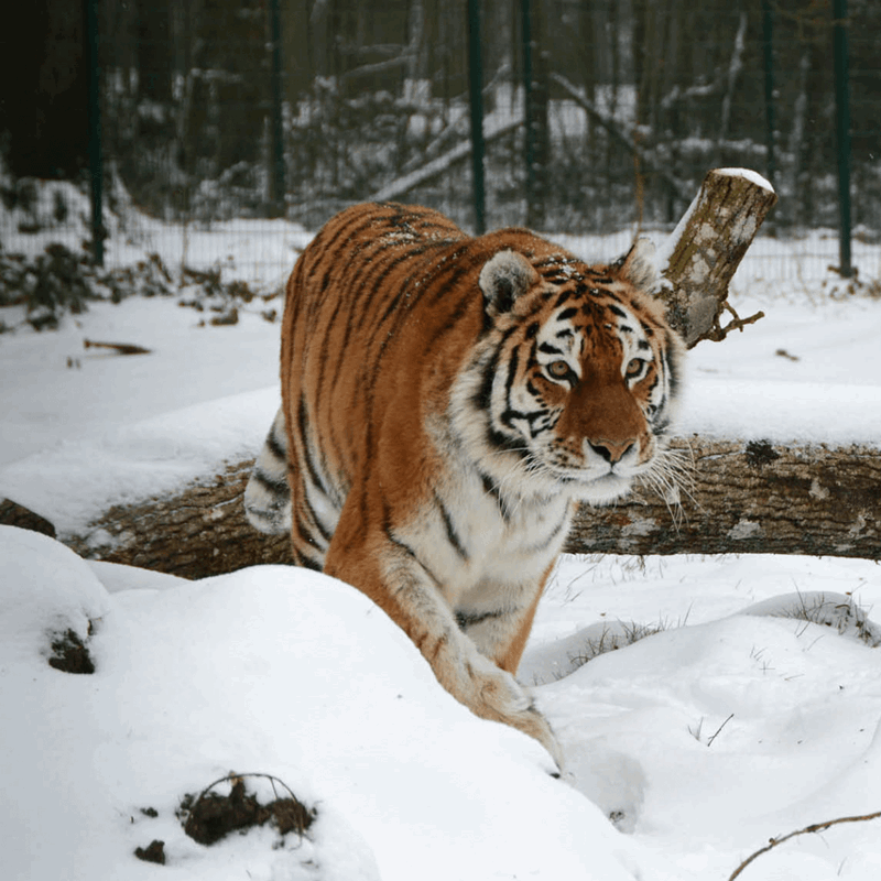 A tiger walking through deep snow around snow covered logs