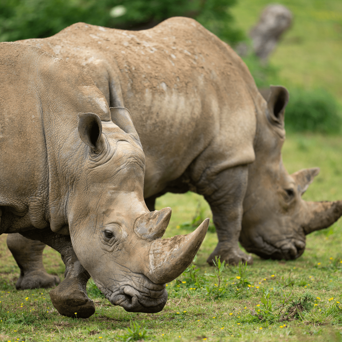 Two white rhinos grazing on grass land