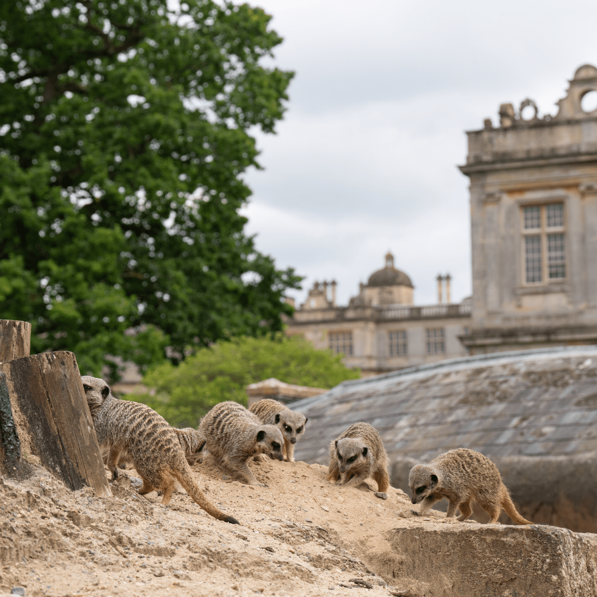 Meerkats playing in the sand with Longleat House in the background.