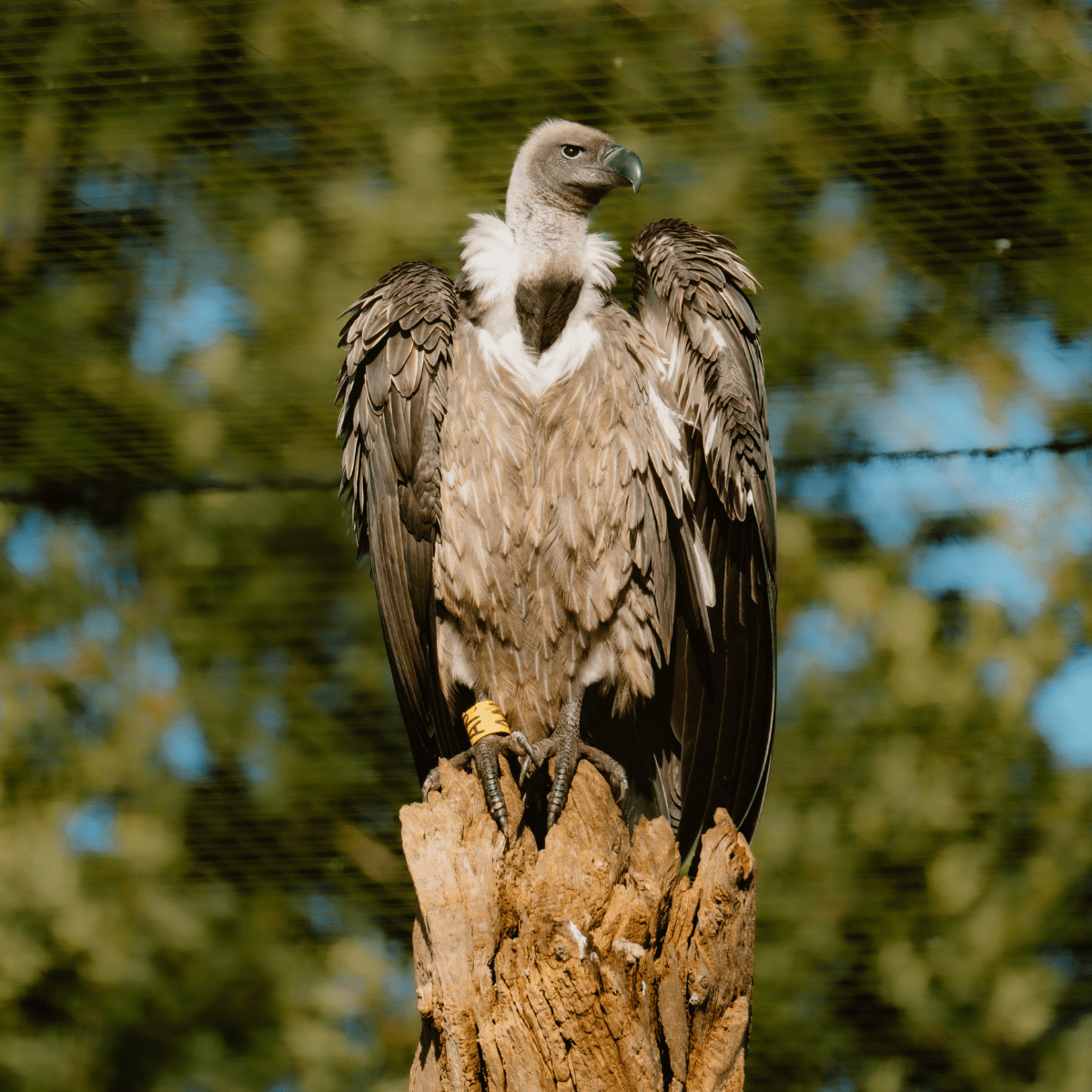 White-Backed Vulture