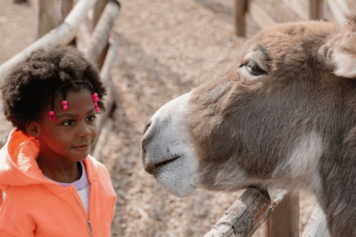 A young girl looks at a donkey in the Family Farmyard VIP experience at Longleat