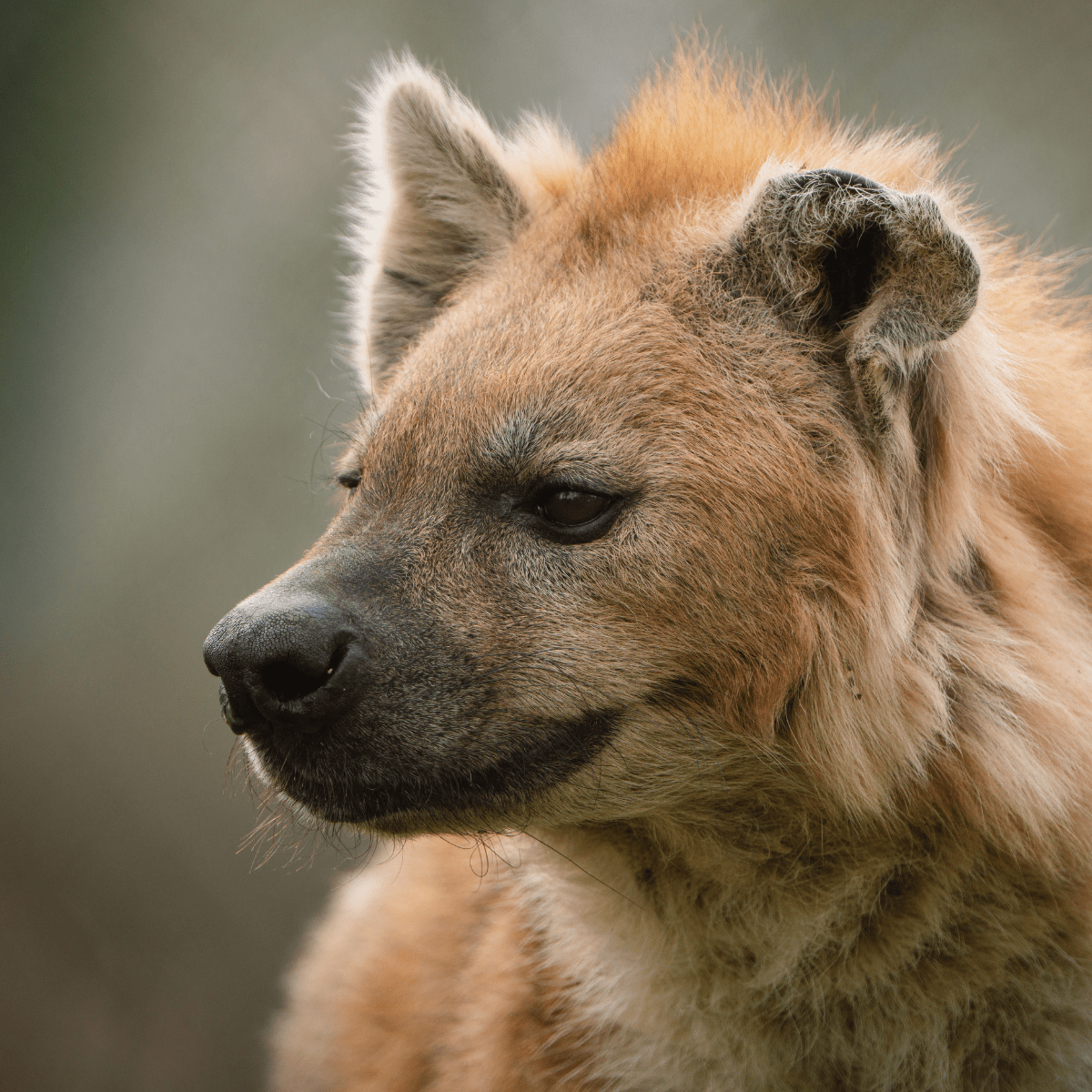 A close up of a hyena looking to the left of the camera