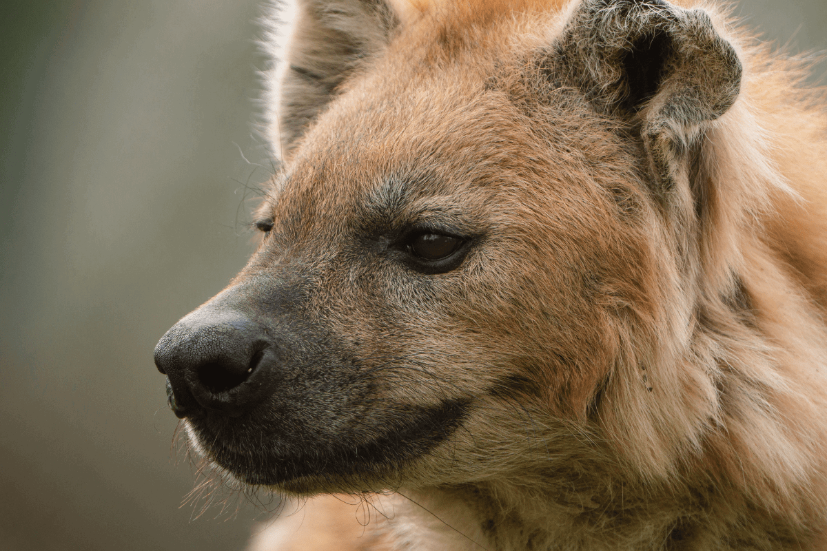 A close up of a hyena looking to the left of the camera