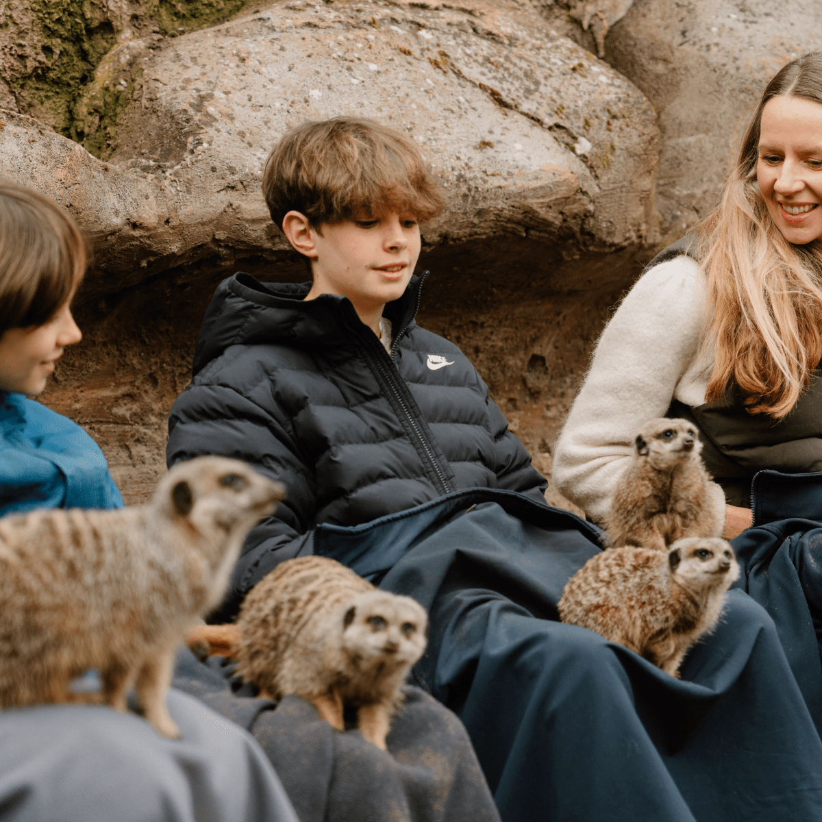 Three VIP guests sit in the meerkat enclosure with blankets over their laps as the mob curiously sit and run across them