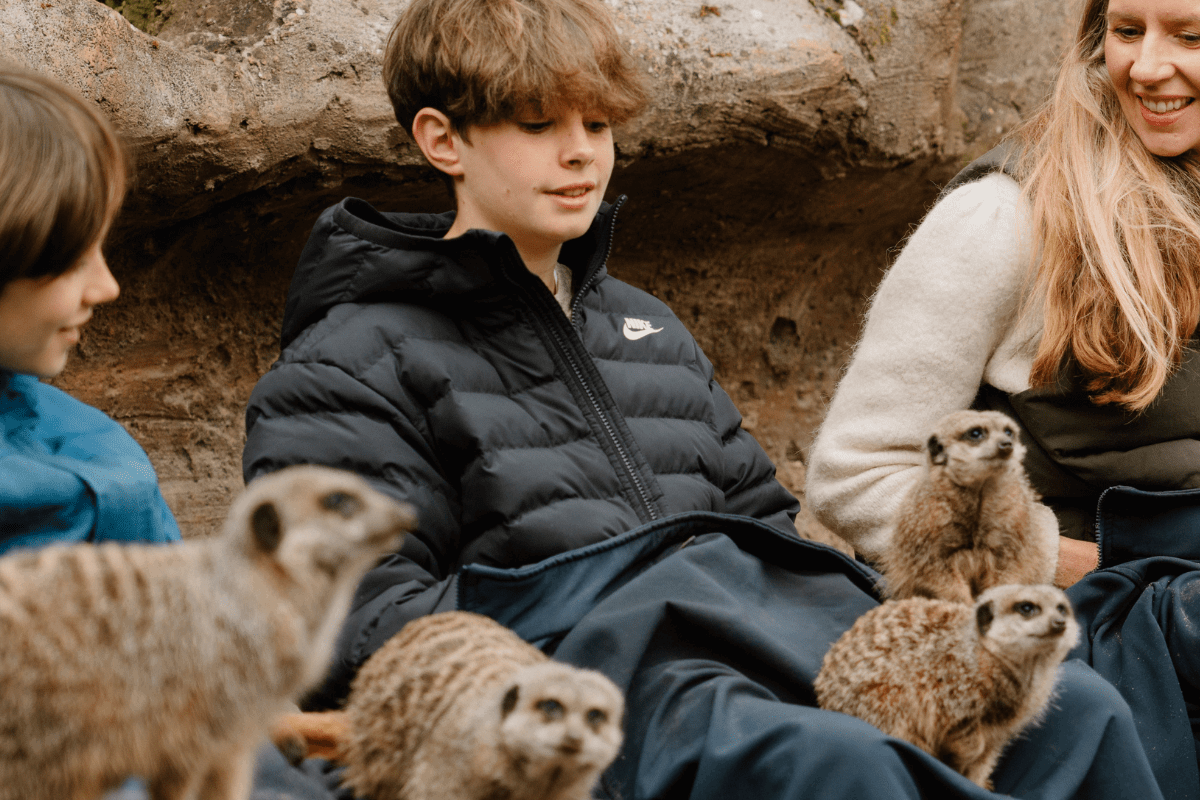 Three VIP guests sit in the meerkat enclosure with blankets over their laps as the mob curiously sit and run across them