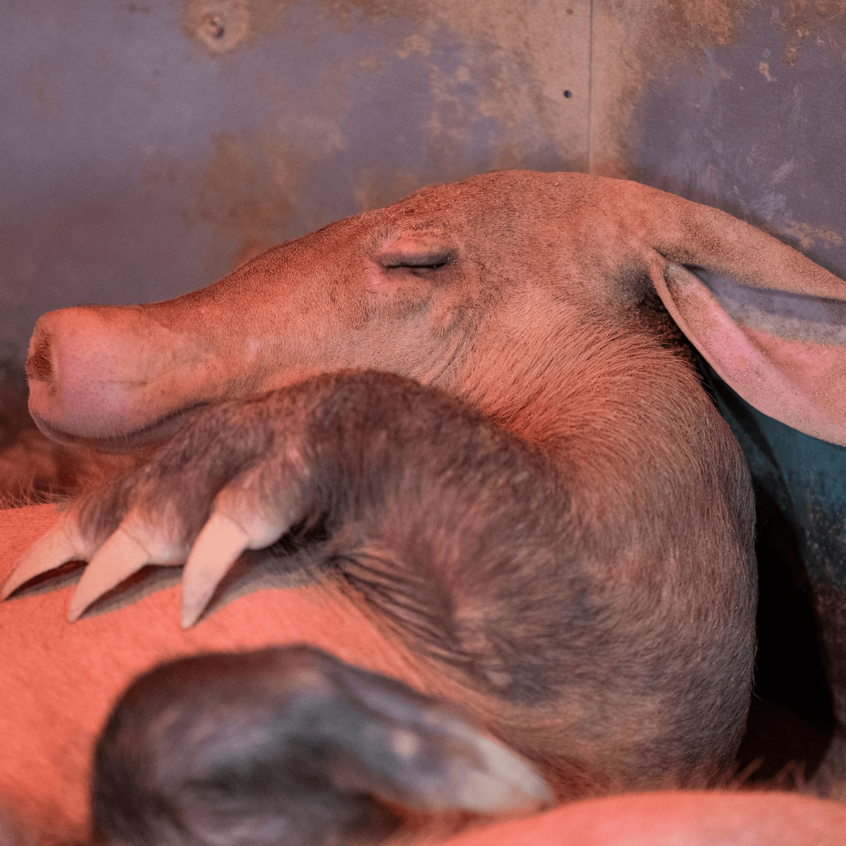 An aardvark laying on its back, sleeping with ears back and legs resting on its body.