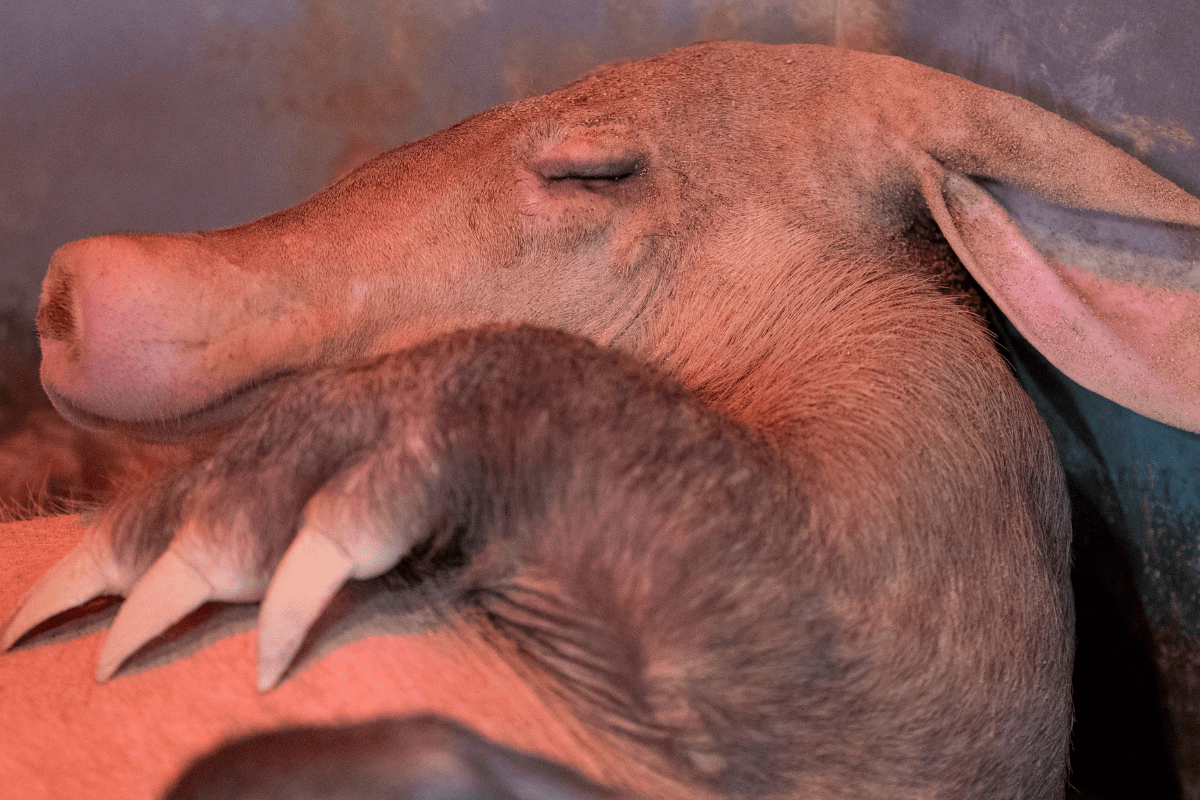 An aardvark laying on its back, sleeping with ears back and legs resting on its body.