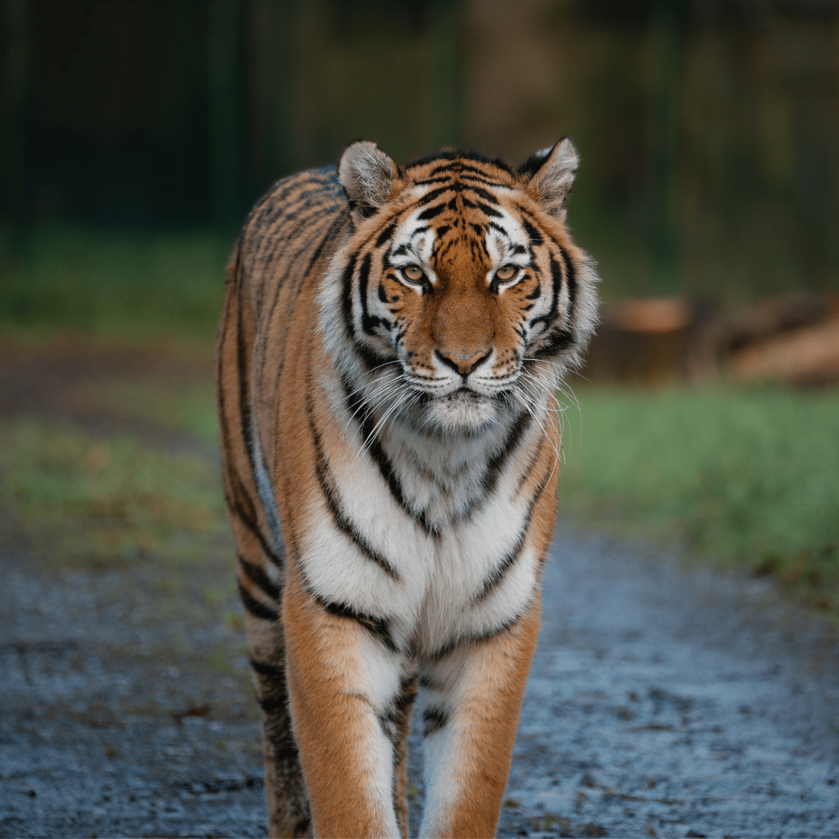 VIP Winter Big Cat Feed Experience