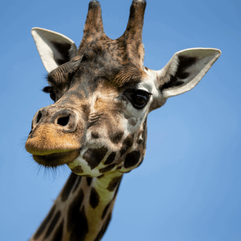 Rothschild's giraffe close up of face against blue sky