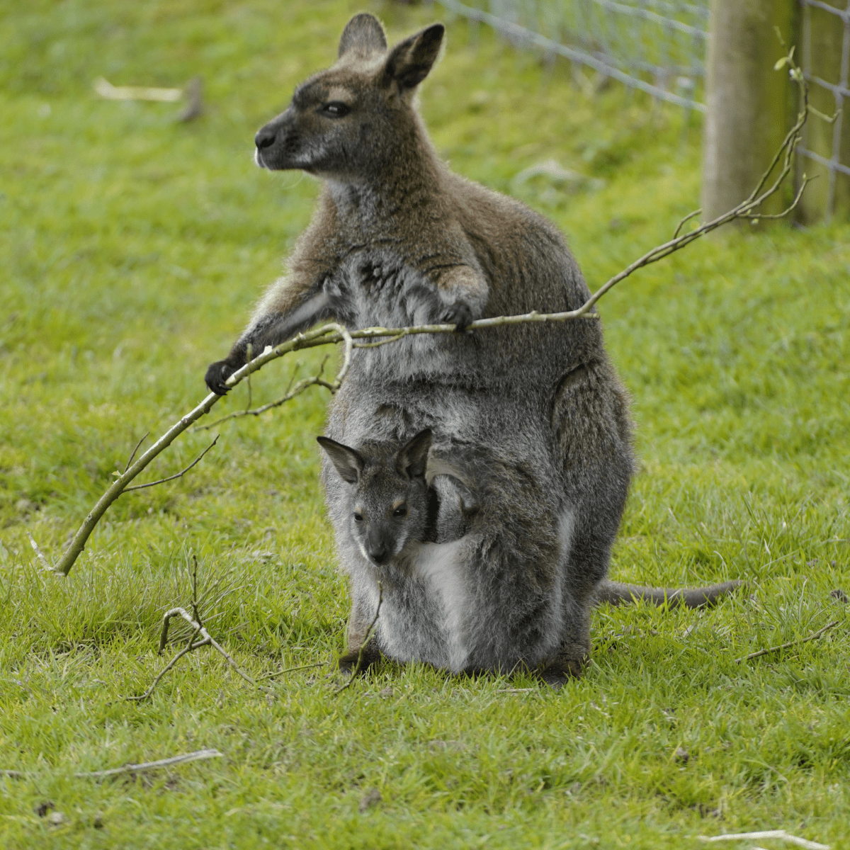 A wallaby with joey in pouch