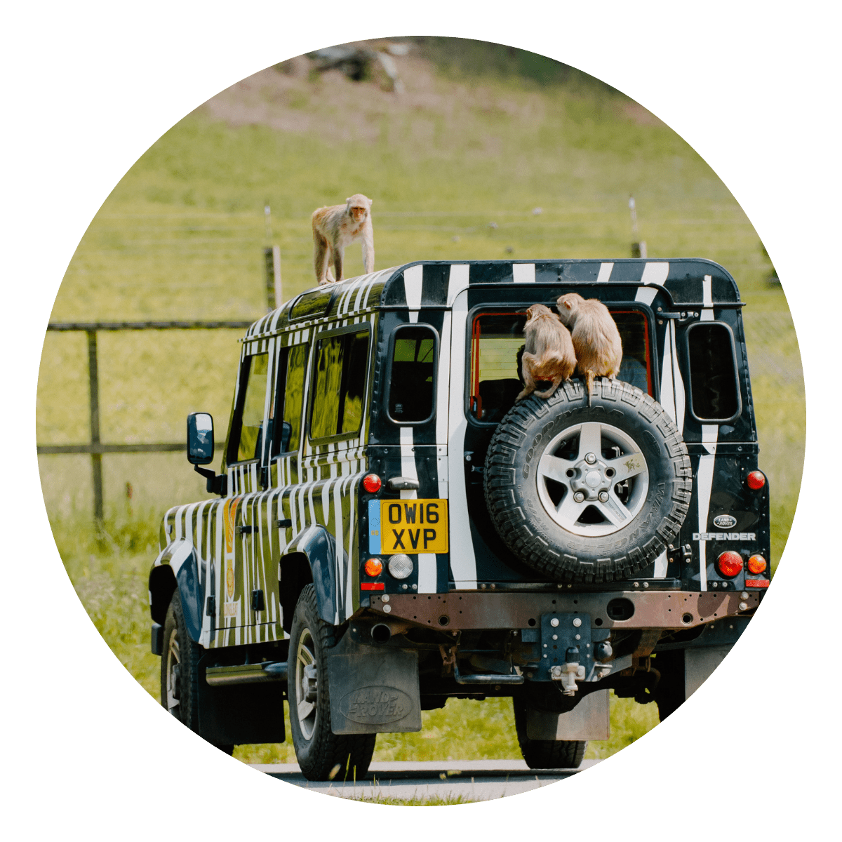 An iconic 4x4 zebra-print Longleat truck with cheeky monkeys sat on the back window and roof
