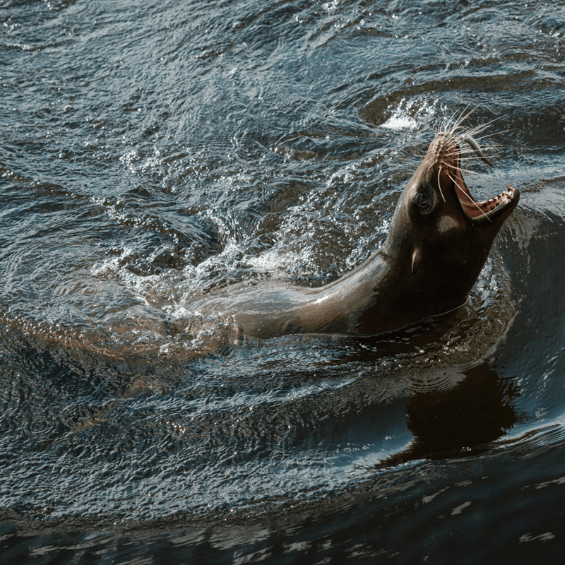 A Californian sea lion swimming in Half Mile Pond barking