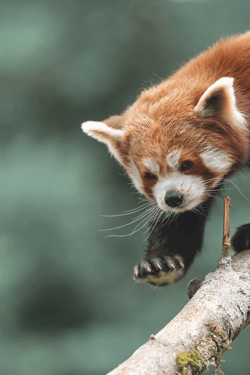 Red Panda Wallpapers And Playful Red Panda Amongst Bamboo In Sunlit