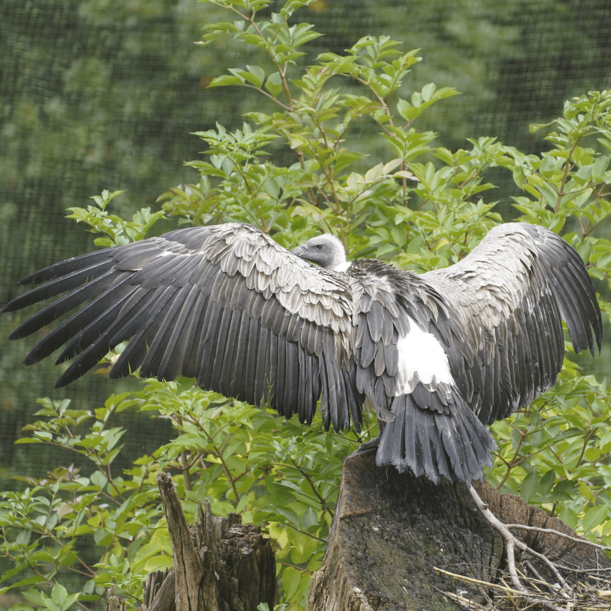 White-Backed Vulture