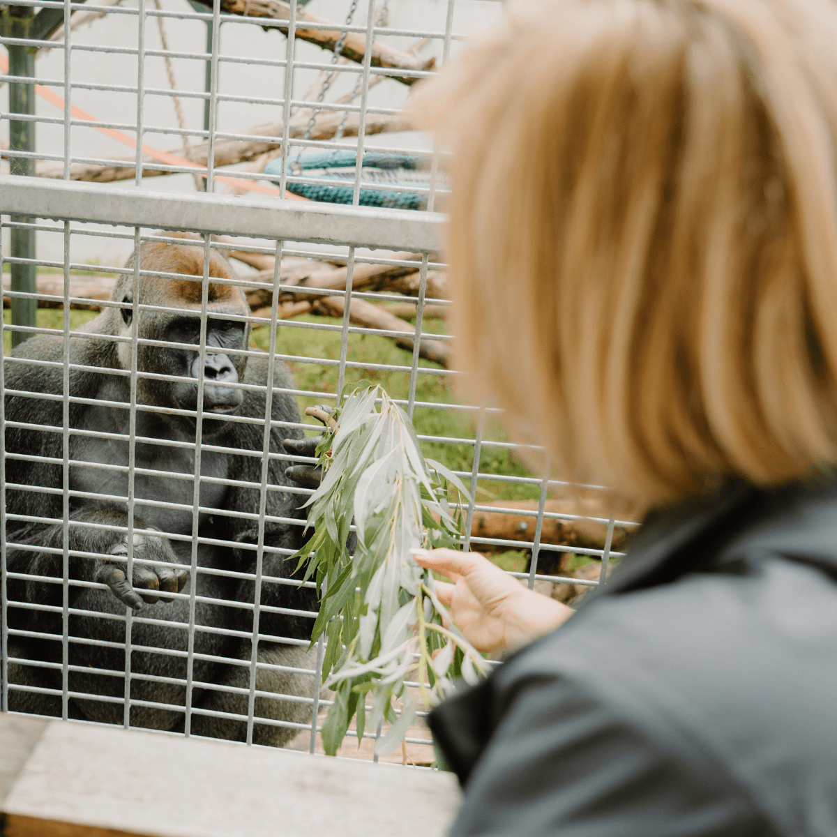 A VIP guest feeds a gorilla willow branches