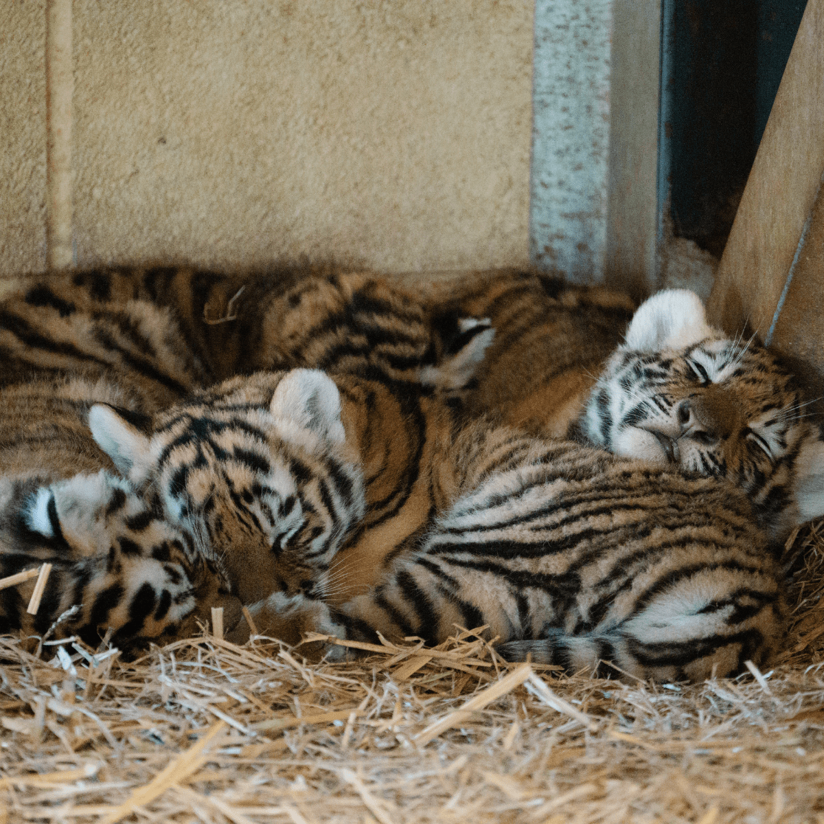 Four sleeping tiger cubs curled up together.