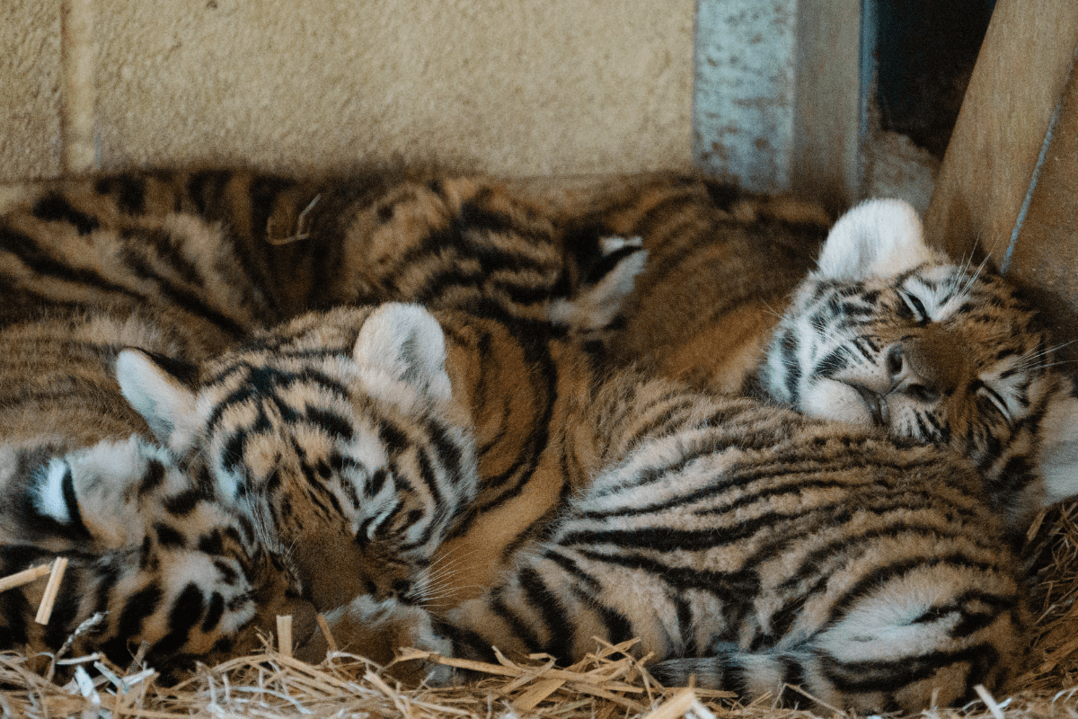Four sleeping tiger cubs curled up together.