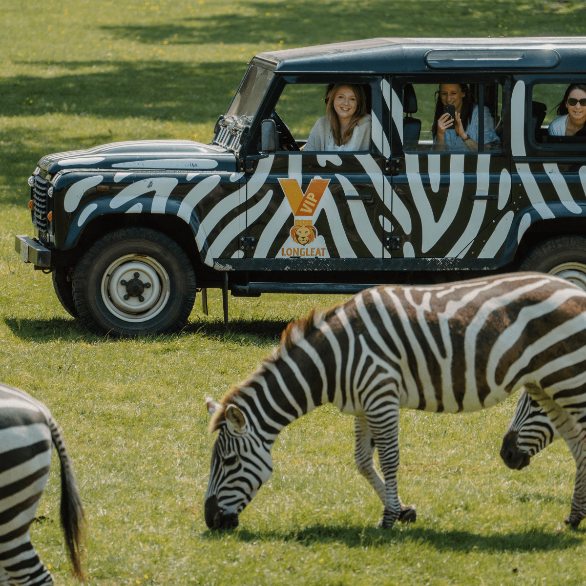 An iconic 4x4 zebra-print Longleat truck overlooking the vista with zebras grazing