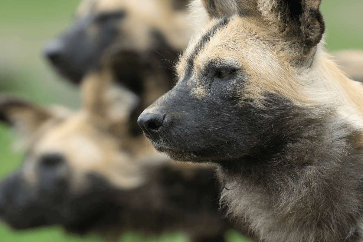 The side profile of an African painted dog, with other members of the pack standing in the same position, side by side