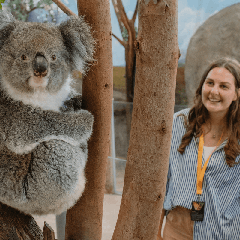 A VIP guest looking at a Southern Koala perched in a tree looking at the camera