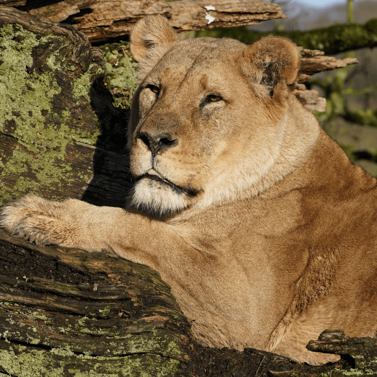 Lioness laying amongst some broken logs, looking sleepy