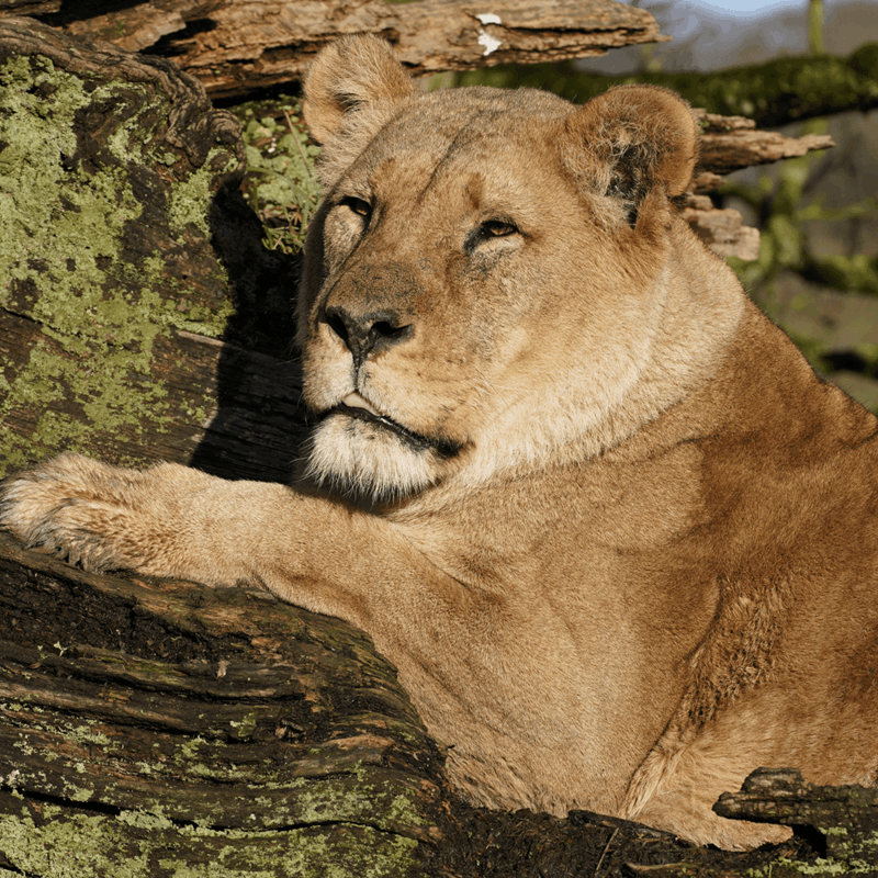 Lioness laying amongst some broken logs, looking sleepy