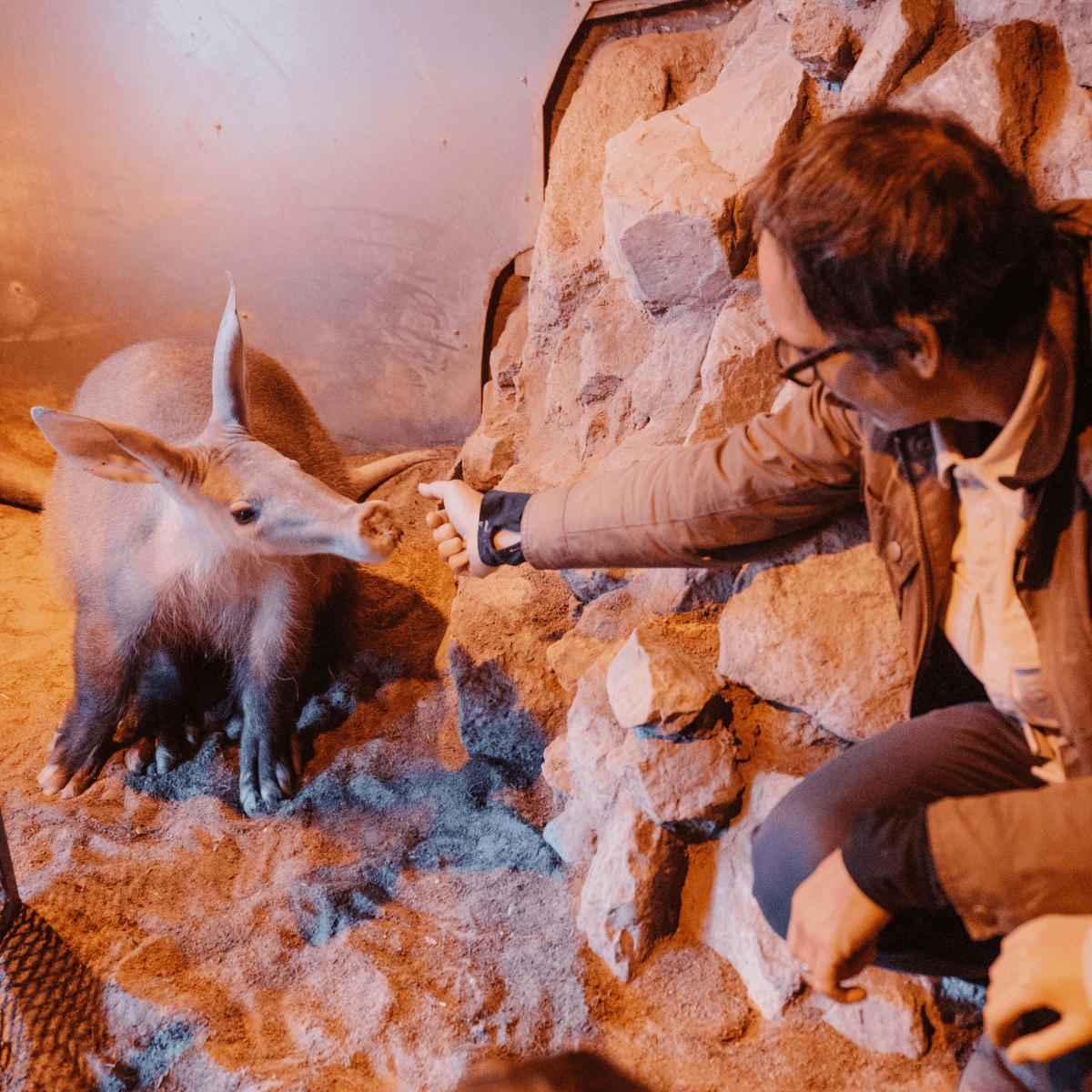 A man reaching his hand out towards an aardvark who is looking towards him.