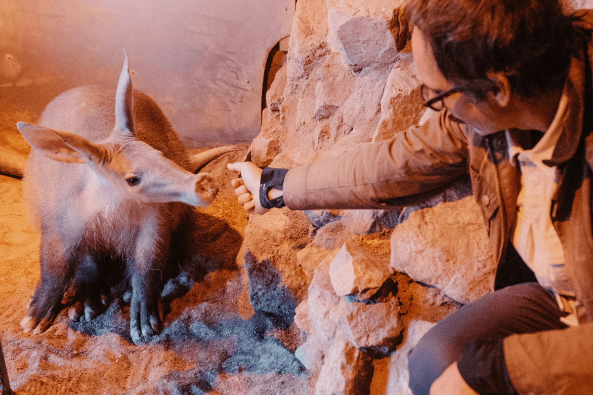 A man reaching his hand out towards an aardvark who is looking towards him.
