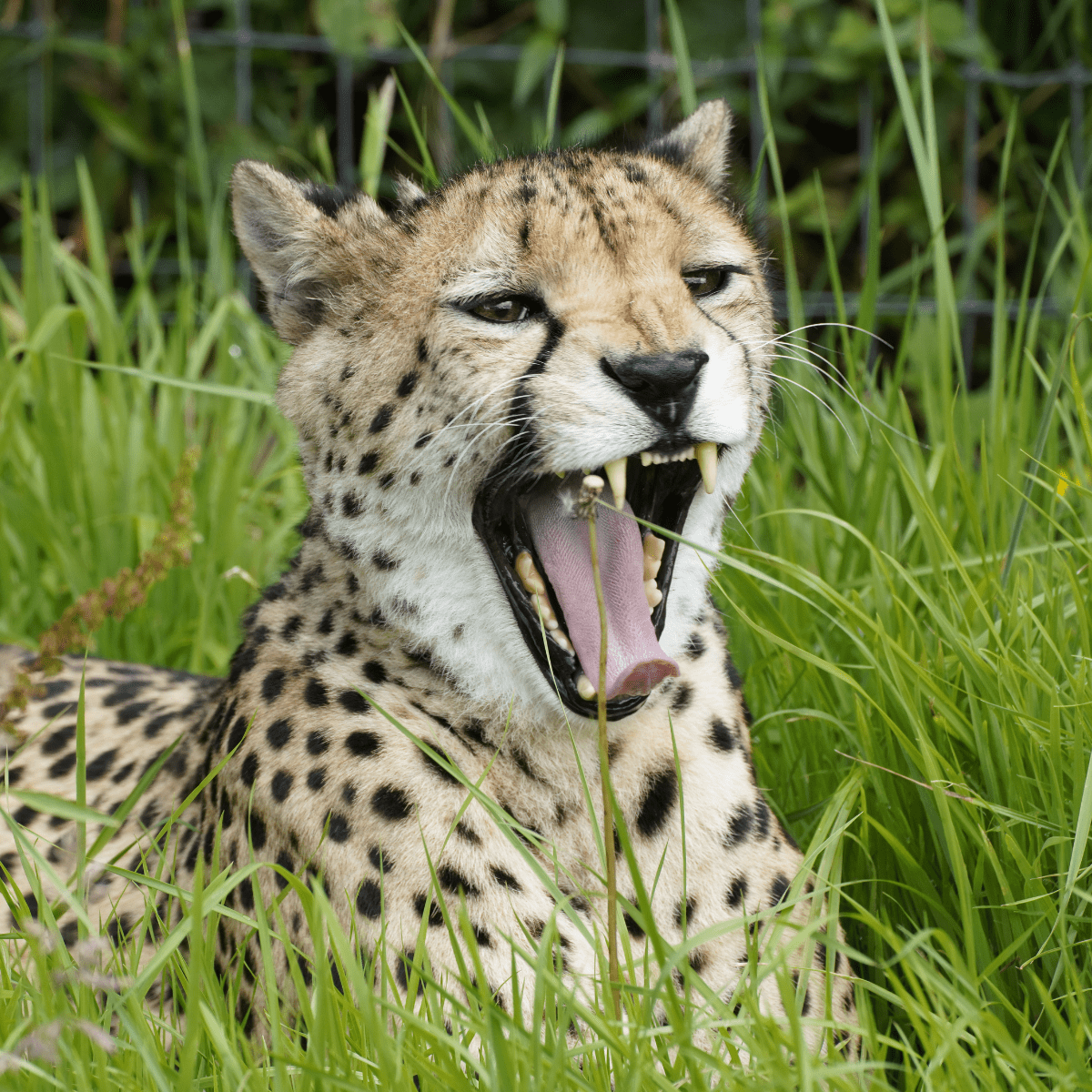 A close up of a cheetah showing off its impressive jaw and teeth