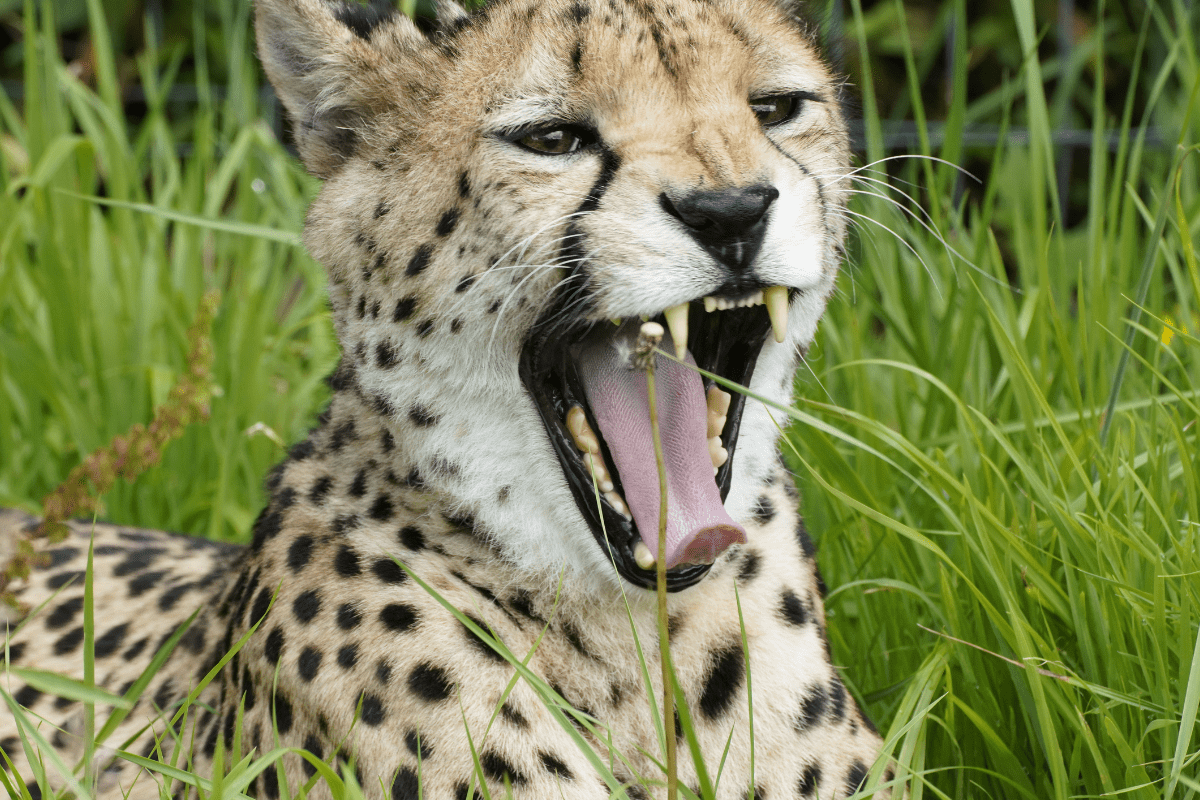 A close up of a cheetah showing off its impressive jaw and teeth