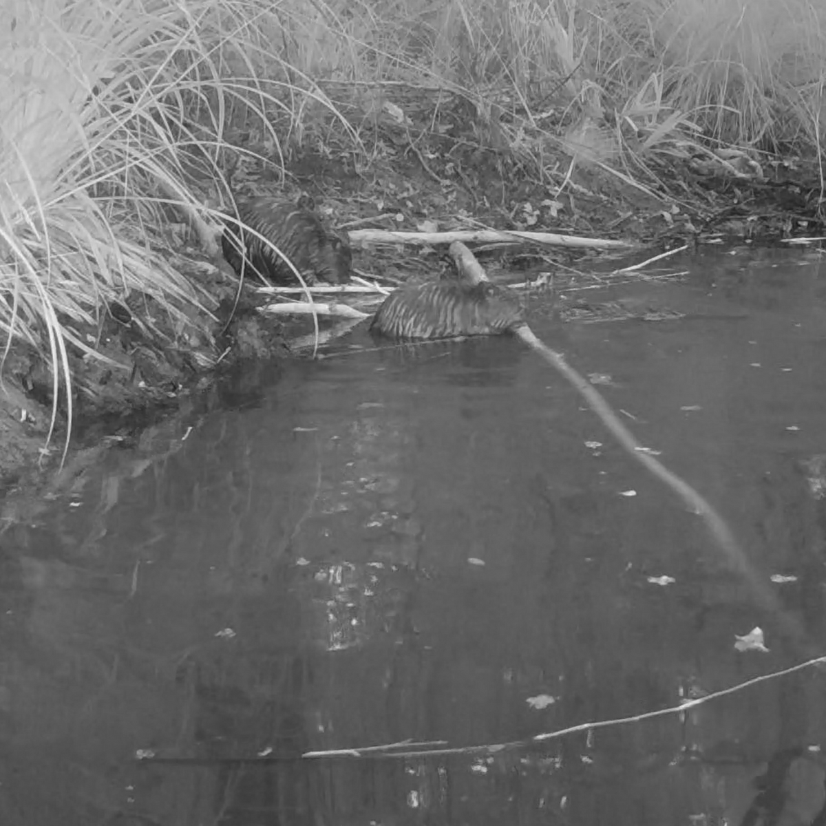 Beaver kits in water and on bank