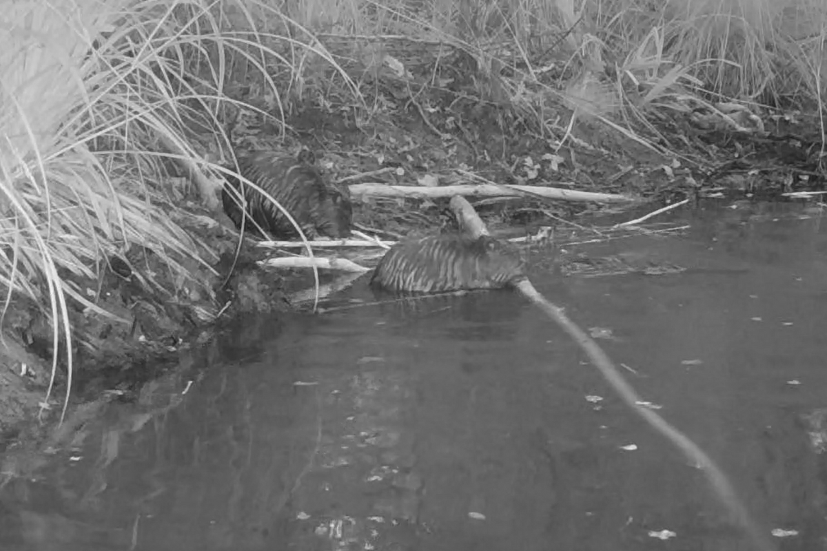 Beaver kits in water and on bank