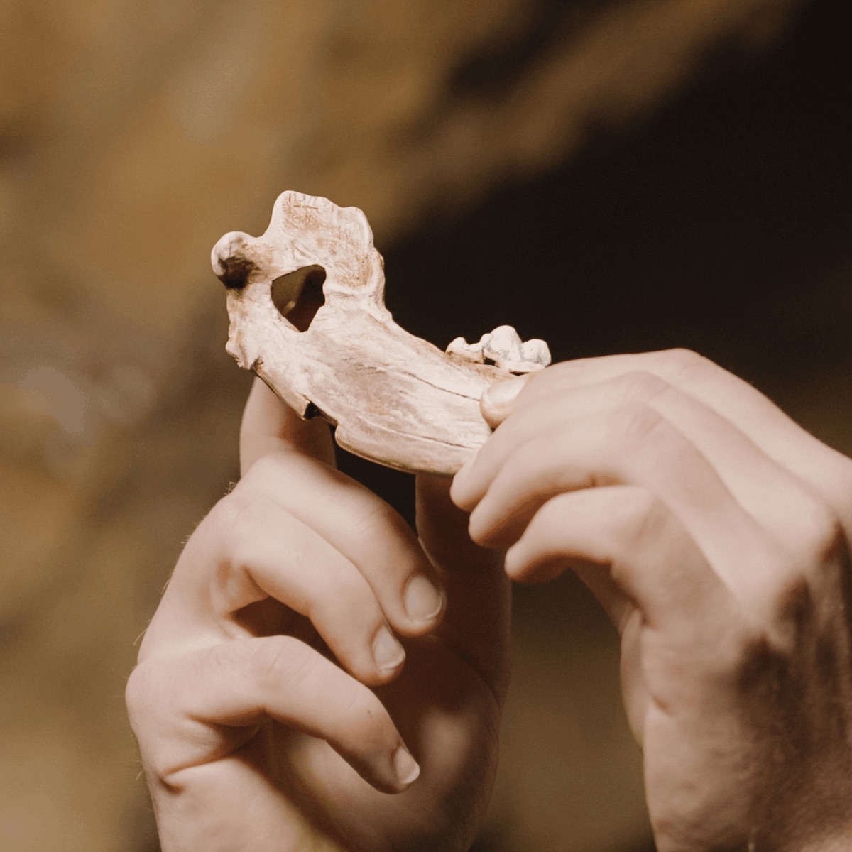 palaeolithic jawbone of a domestic dog found in goughs cave cheddar gorge in somerset