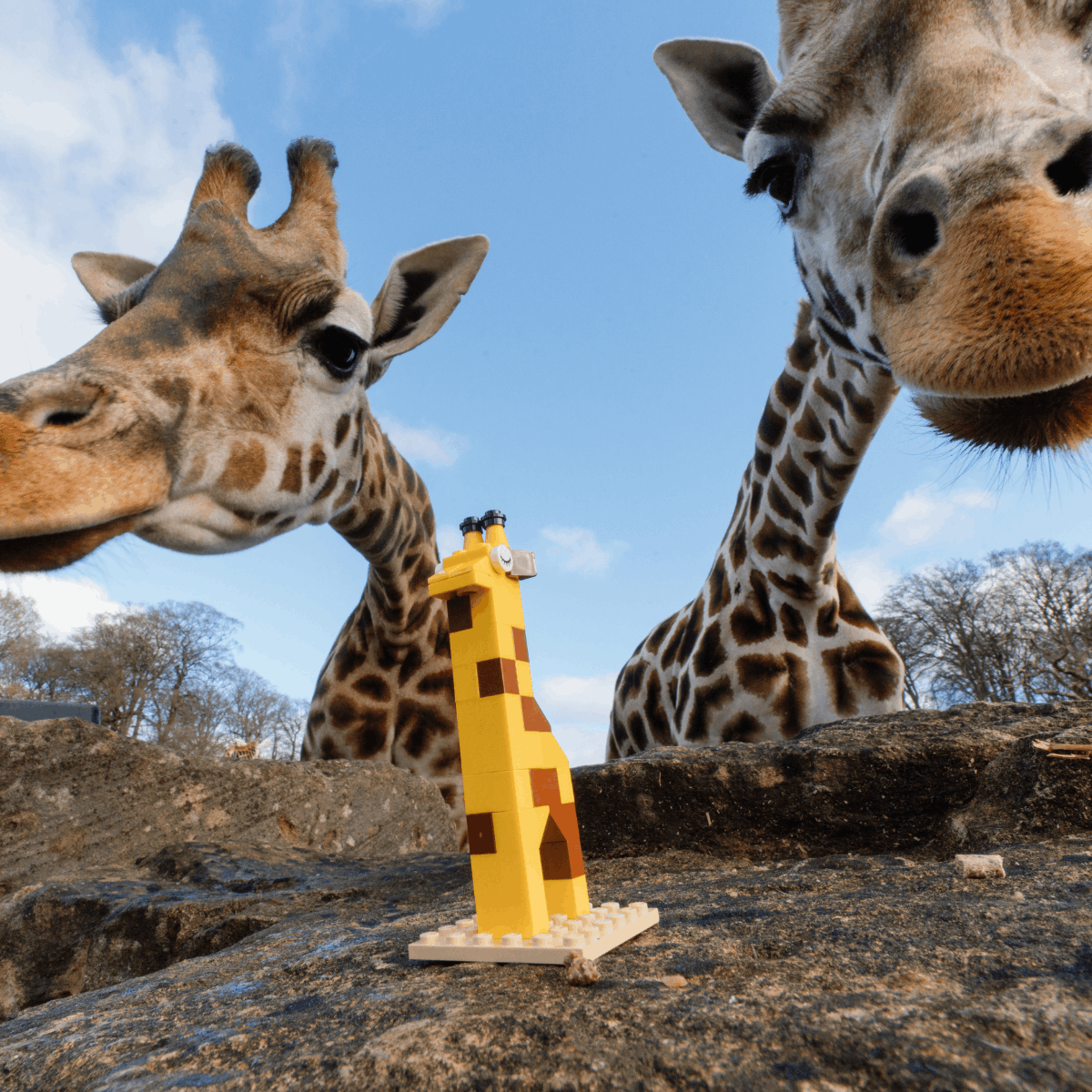 Two giraffes admire their miniature LEGO® brick counterparts. 