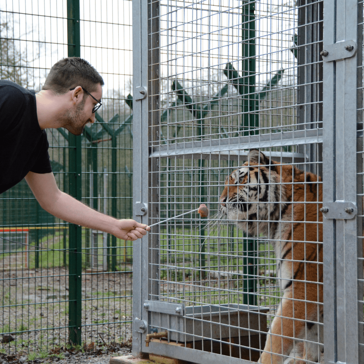 A VIP guest feeding a tiger with a metal stick through to their enclosure