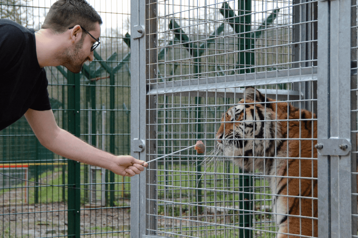 A VIP guest feeding a tiger with a metal stick through to their enclosure
