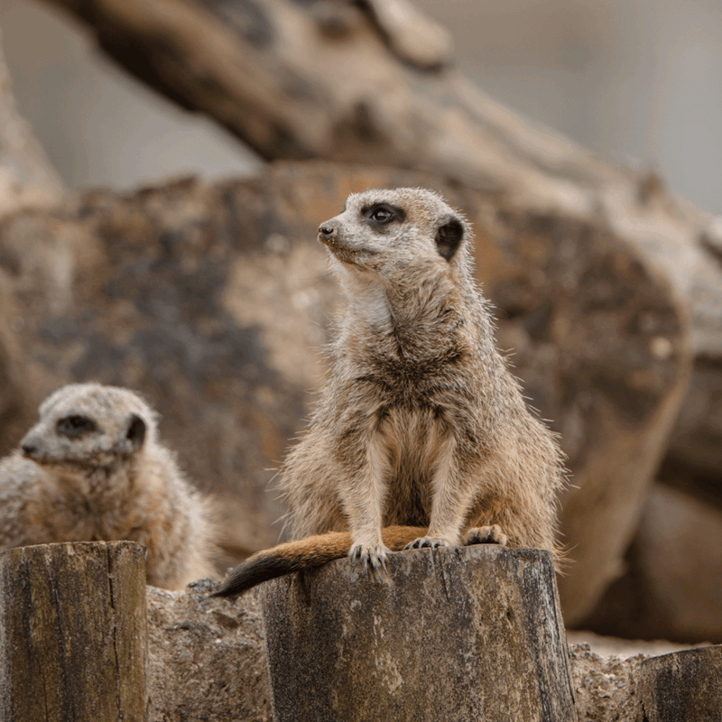 A meerkat sat to attention in its habitat