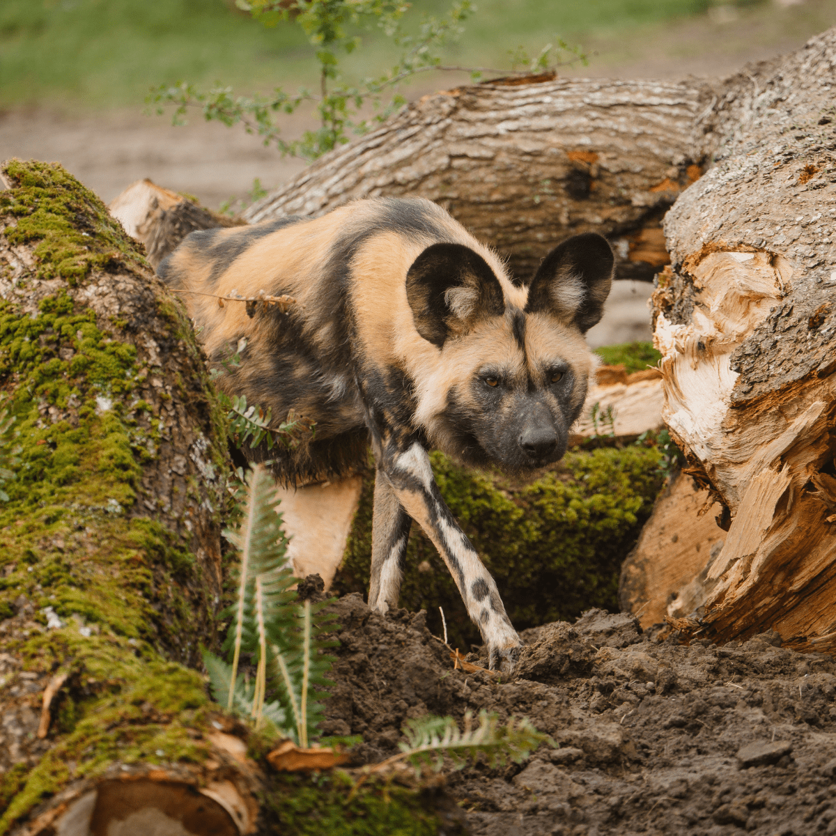 An African painted dog stalking the camera using logs in its habitat as camouflage